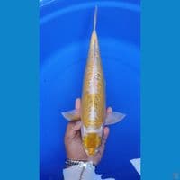 Antiq an 40Cm. MALE