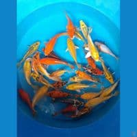 paket shotbodiy 18 25 cm 32 ekor