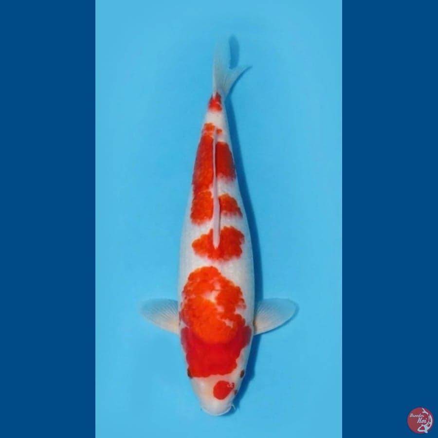 KUHAKU 35.Cm
