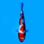 KOHAKU GINRIN SUPER BODY 