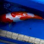kohaku 44cm