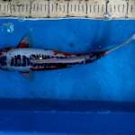 susui 39cm jantan 