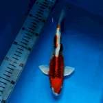 kojaku 25cm