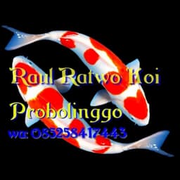 Raul Ratwo Koi