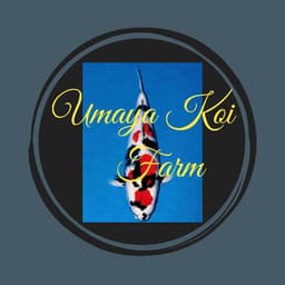 ~Umaya Koi~