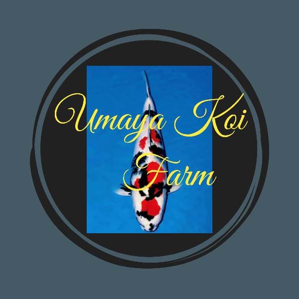 Foto profil ~Umaya Koi~