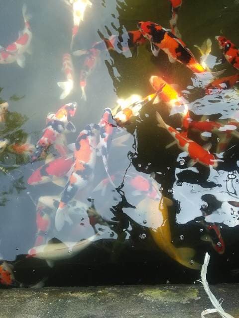 Foto profil Roby koi