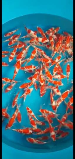 Eppie koi
