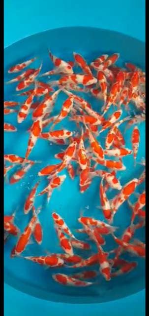 Foto profil Eppie koi