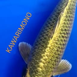 P K C indonesia 