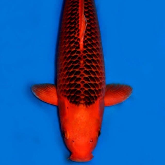 Foto profil LUXURYKOI