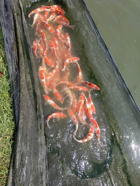 Foto profil Cendrawasih koi farm