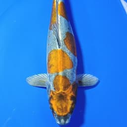 dikita