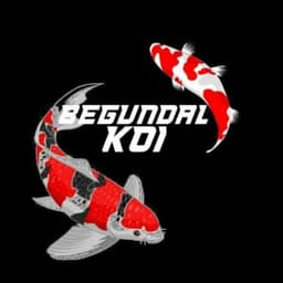 Begundal koi