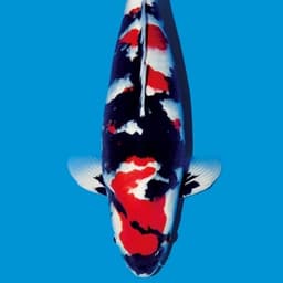KINGDOM KOI