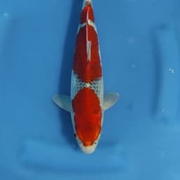 GRAHA KOI CIKARANG 