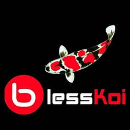 Bless Koi