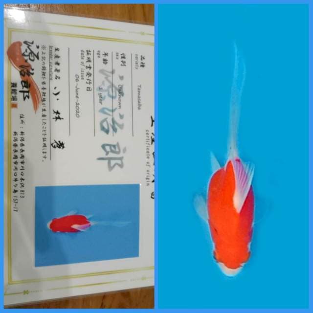 Tamasaba Kohaku / Sakura π―π΅
