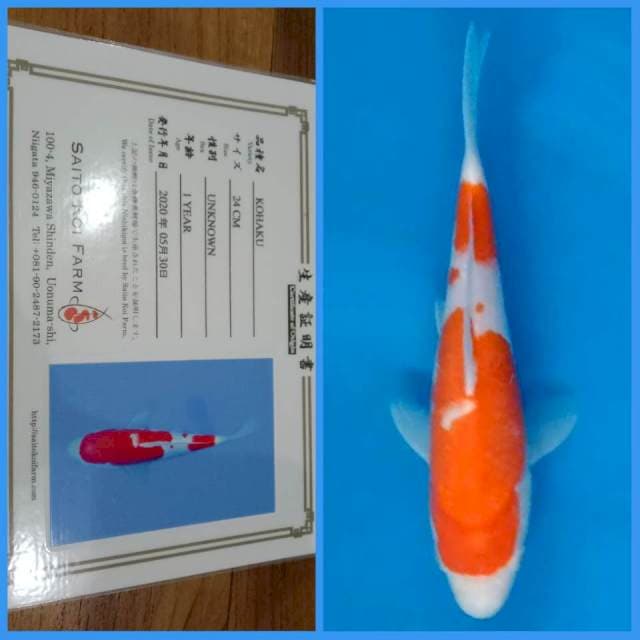 Kohaku Saito 25bu π―π΅