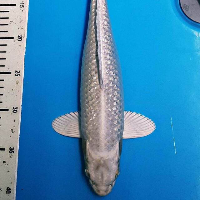 Yamabuki ogon