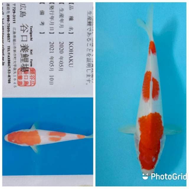 Kohaku JT