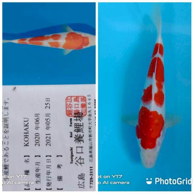 Kohaku Taniguchi