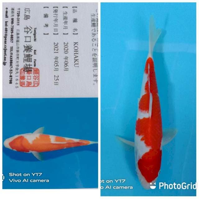 Kohaku Taniguchi