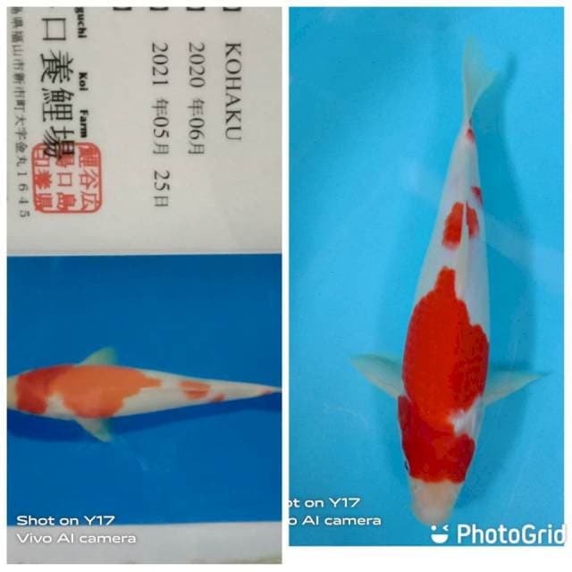 Kohaku Taniguchi