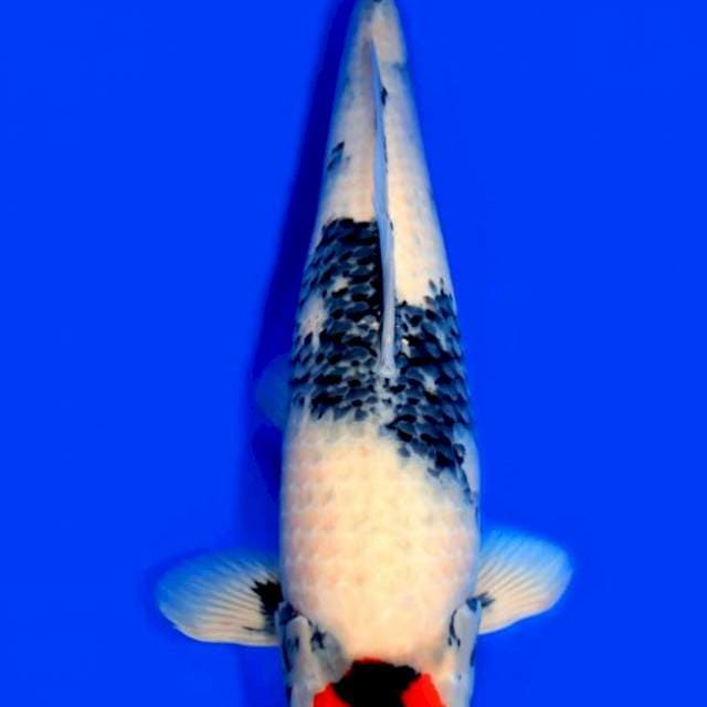 Tancho Showa - Saito π―π΅ - 70bu - Male