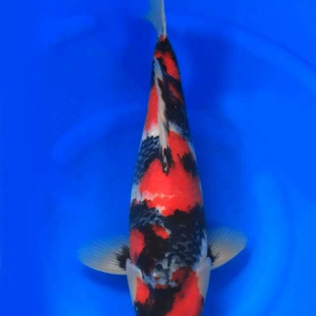 Showa - Marusei π―π΅ - 50bu - Male