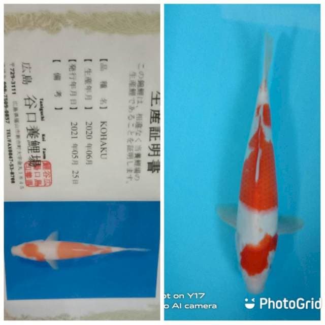 Kohaku Taniguchi farm