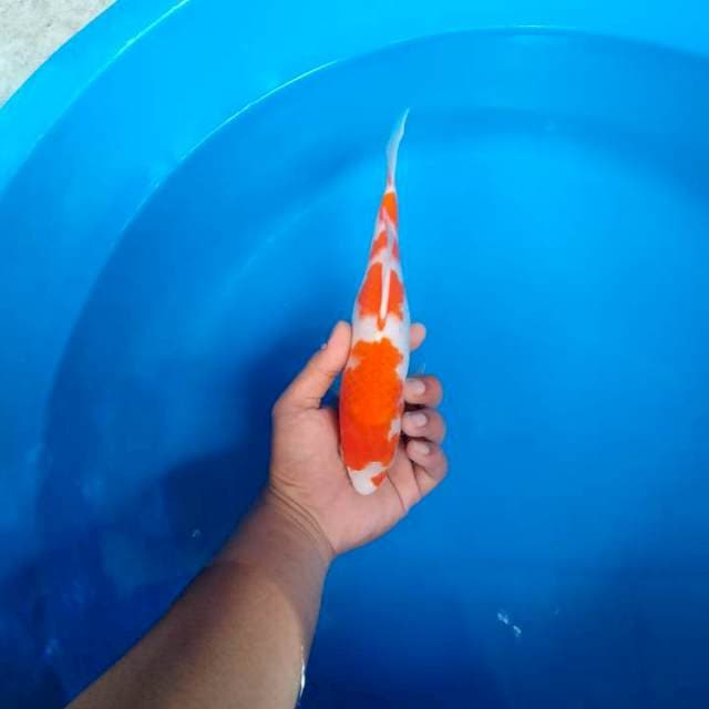 Kohaku jos