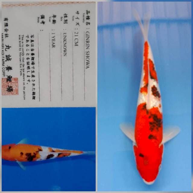 Ginrin showa marusei