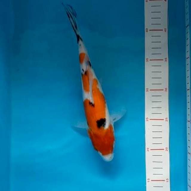 sanke 28 cm