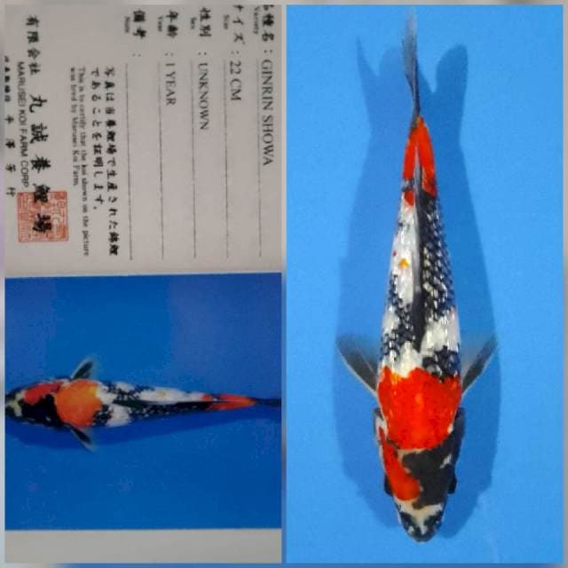 Ginrin showa marusei