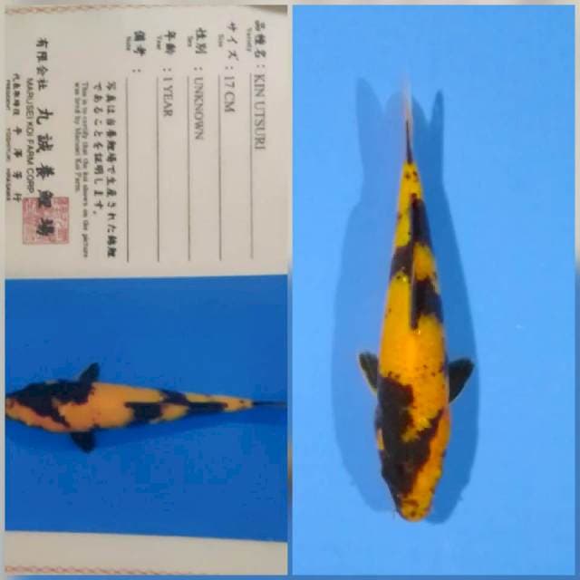Kin utsuri marusei