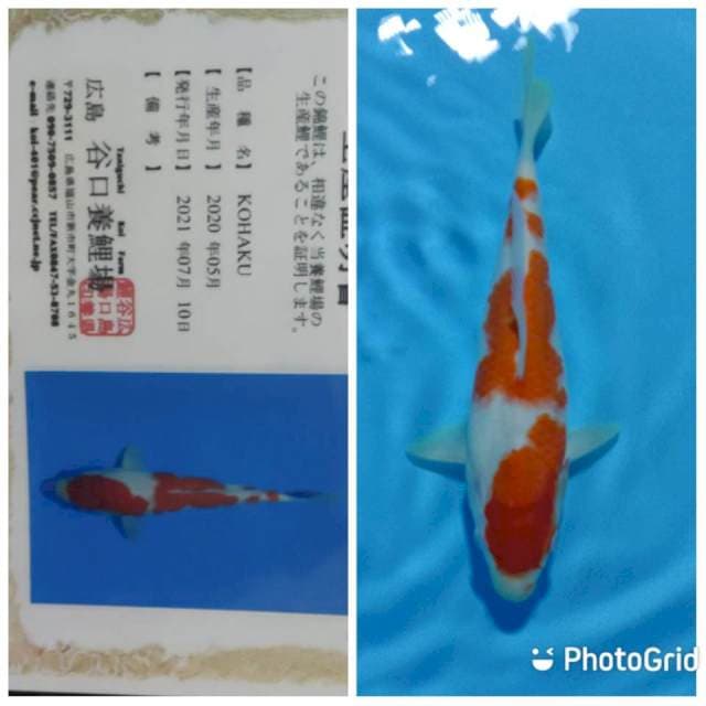 Kohaku Taniguchi