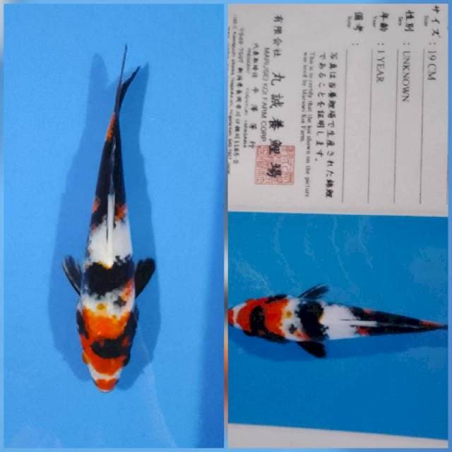 Showa marusei