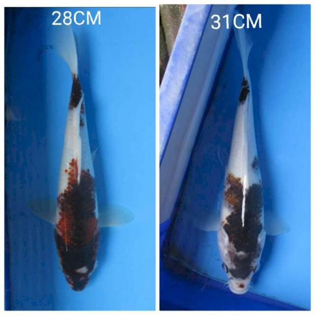 DUO GOROMO 28-31CM