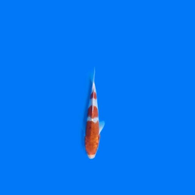 Goromo
