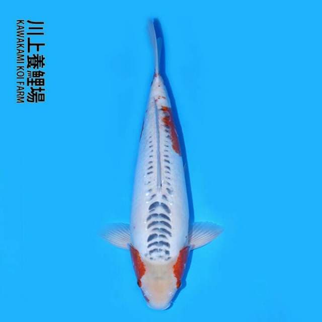 SHUSUI IMPOR HQ