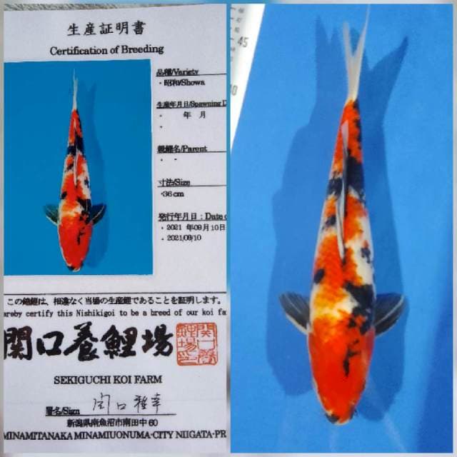 Showa sekiguchi