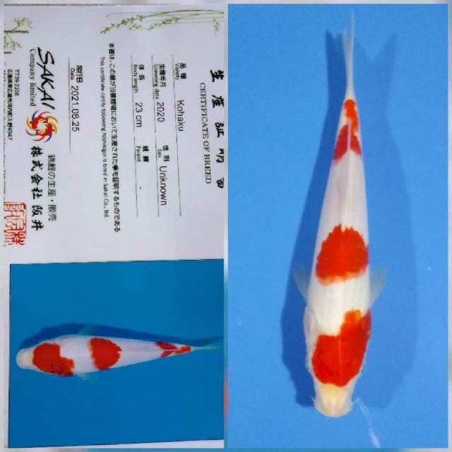 Kohaku sakai Ltd
