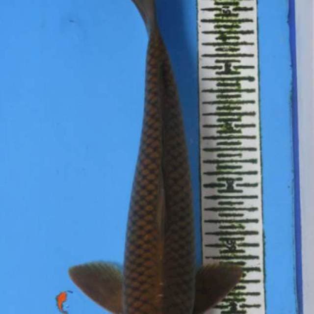 MIDORI MALE 40CM
