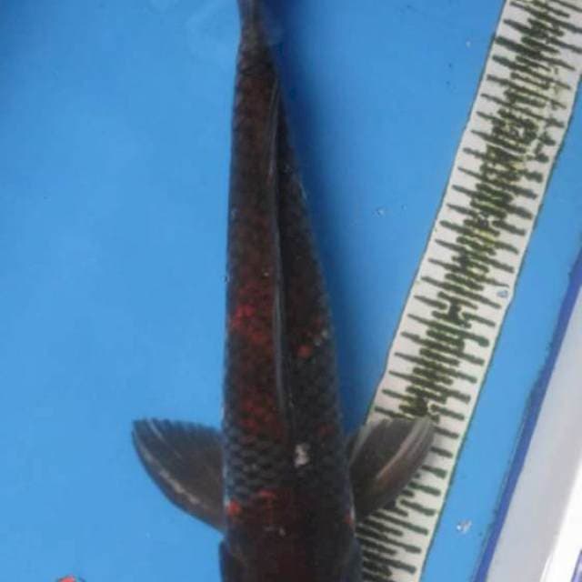 ANTIK MALE 44CM