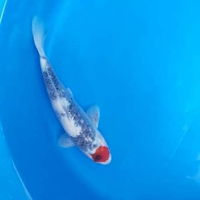 Tancho Showa Tategoi