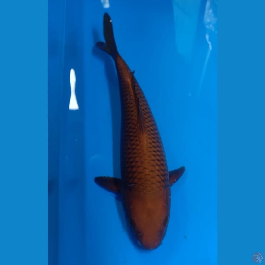 Cagoi 31 CM Male
