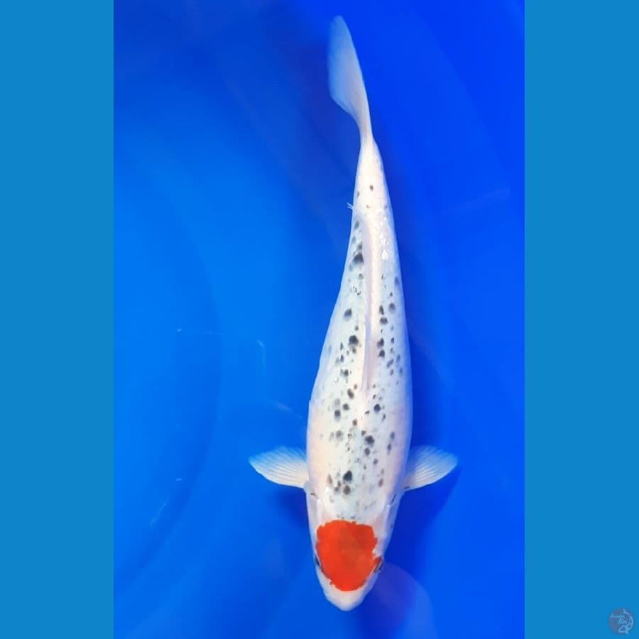 ORI TANCHO GHOSIKI 35cm/fm ⁶