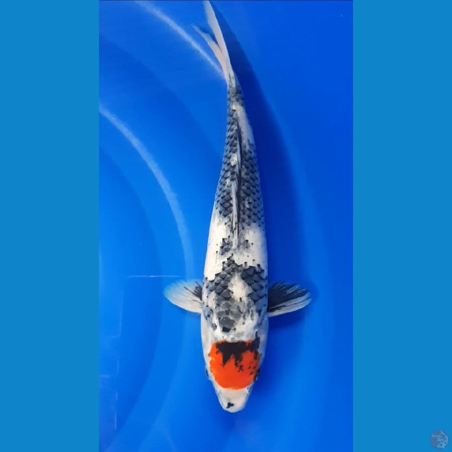 TANCHO SHOWA 39cm/fm ⁶