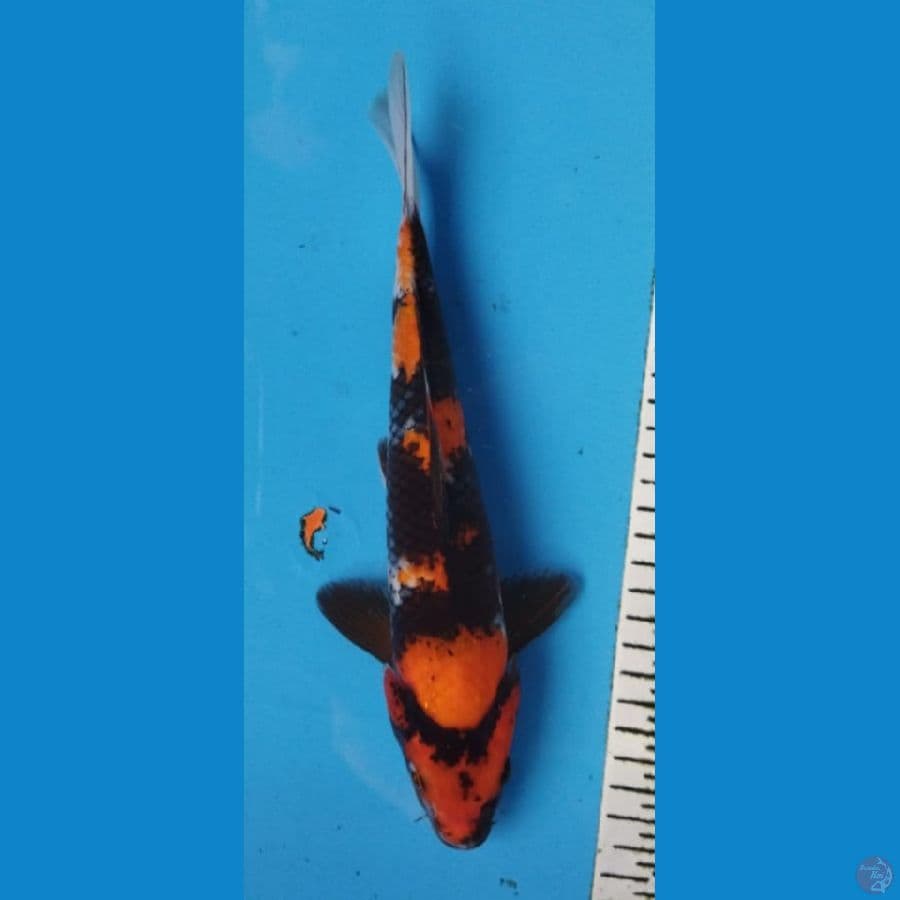 SHOWA MALE 28CM
